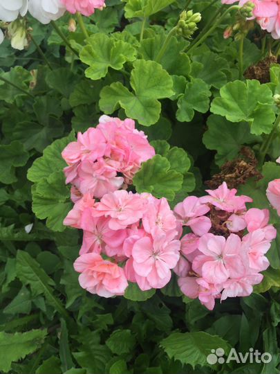 Герань, пеларгония