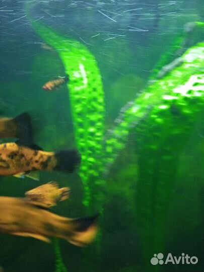 Аквариумные рыбки тигровые меченосцы