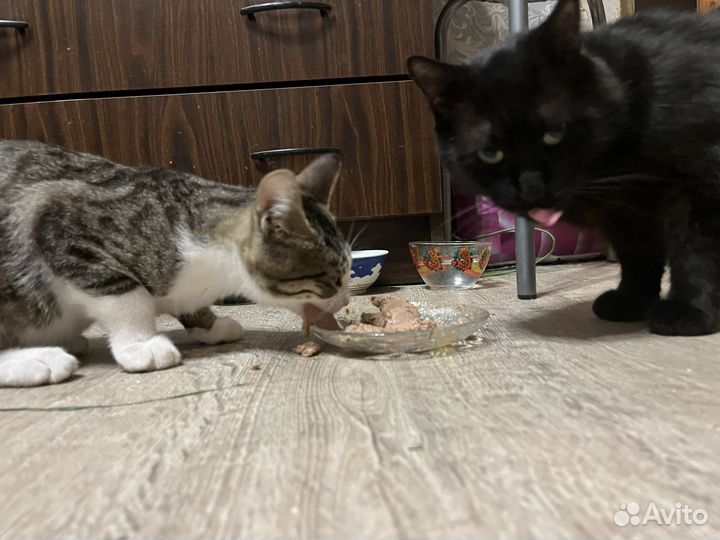 Коты бесплатно 2 друга