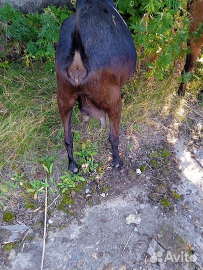 Коза дойная нубийская