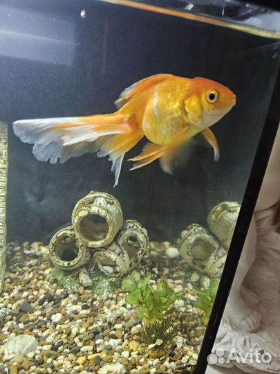 Золотая рыбка