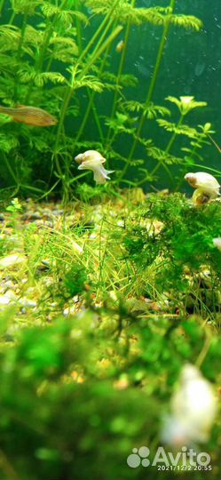 Улитка покемон