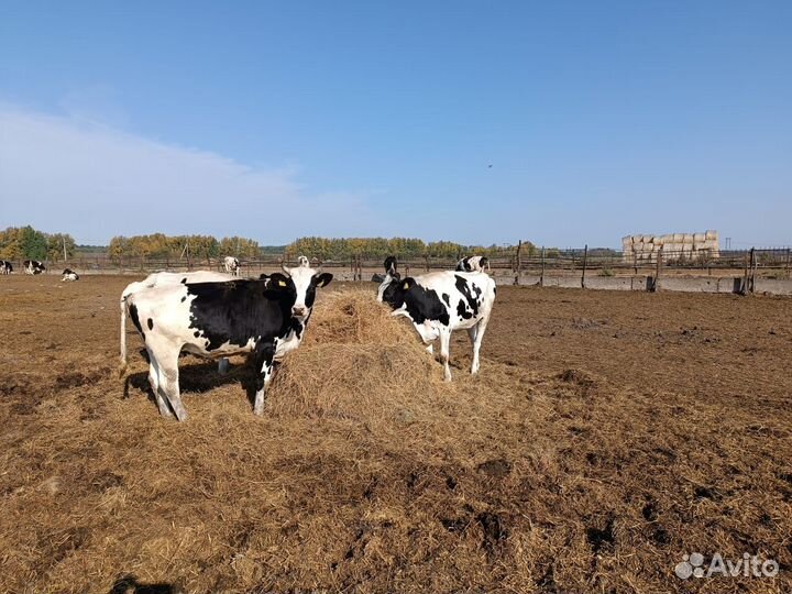 Нетели, стельность 4-9 мес