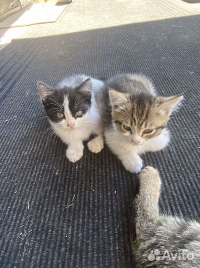 Котята в добрые руки даром