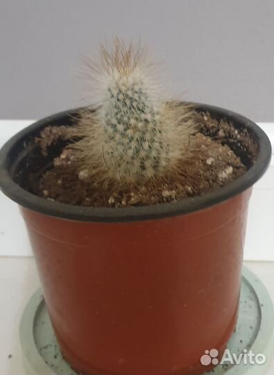 Кактусы и суккуленты