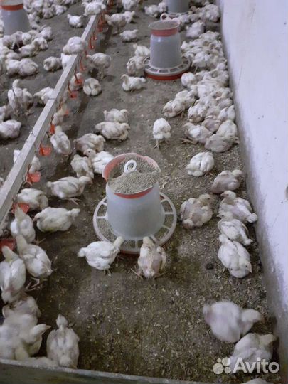 Цыплята бройлера подрощенные