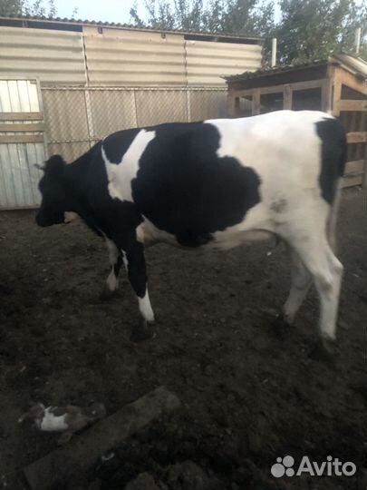 Продается телка