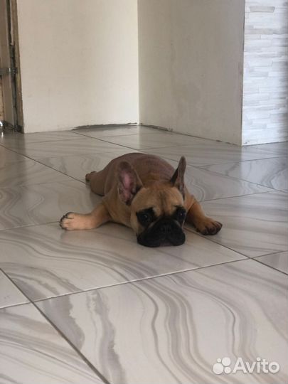 Французский бульдог щенки