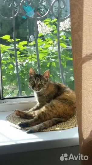 Кошка в дар