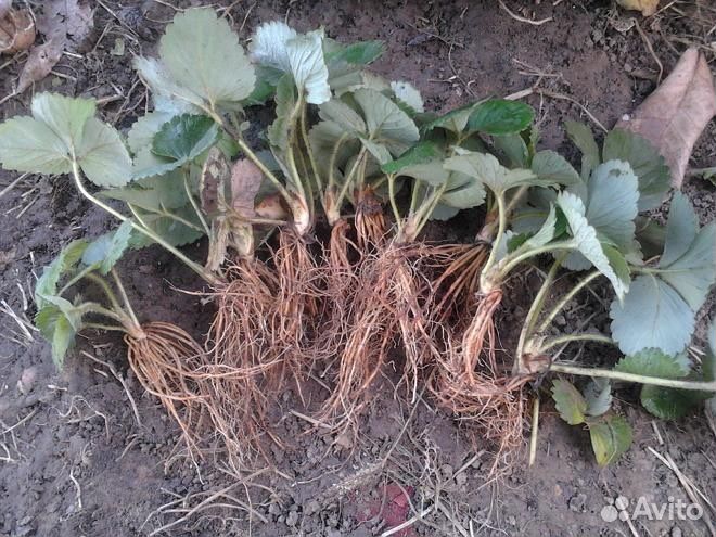 Саженцы клубники сорт Маршал