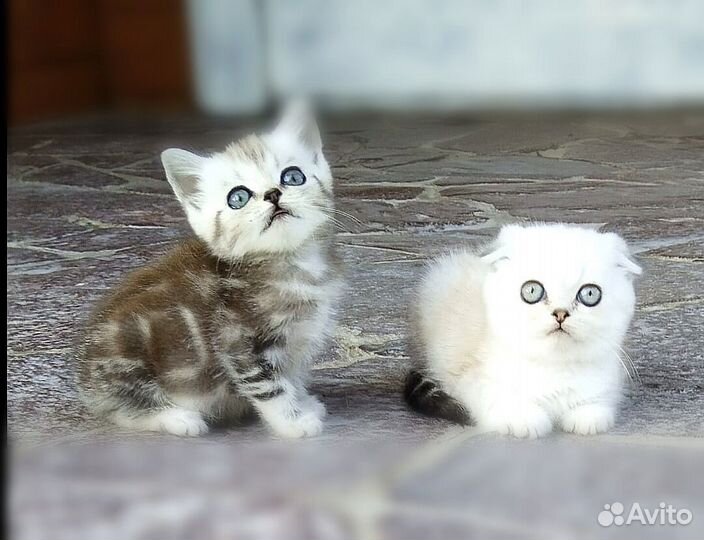 Шотландские котята