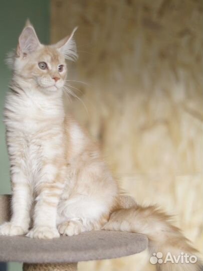 Maine-coon котята гиганты девочки (питомник)