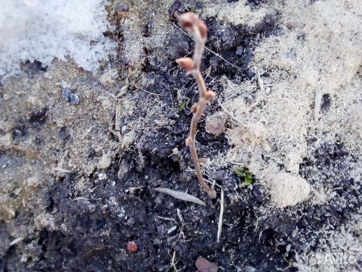 Саженцы ореха фундук,крыжовник