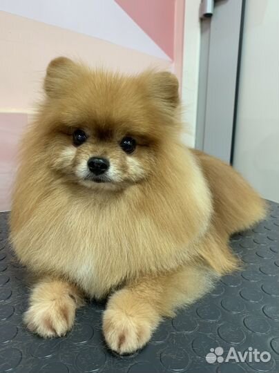 Груминг. Стрижка собак Большевиков-Народная