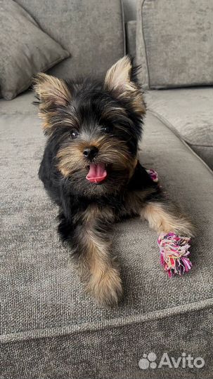 Грумер на мжк