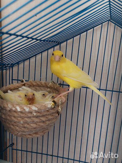 Птицы канарейки