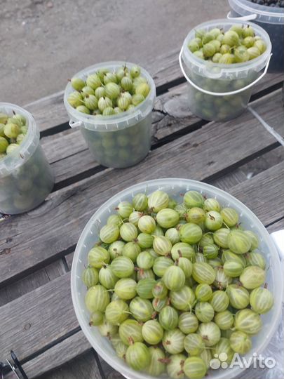 Крыжовник ягоды