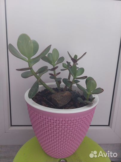 Композиции и саженцы крассула овата