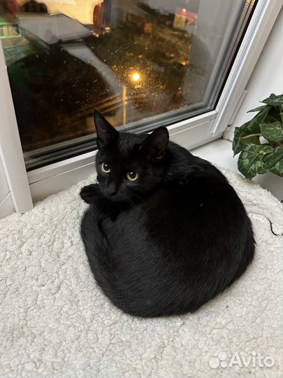 Котик подросток
