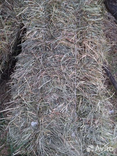 Сено в квадратных тюках