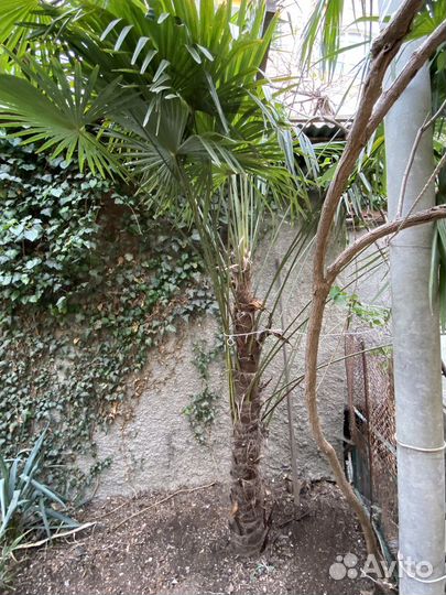 Пальма веерная