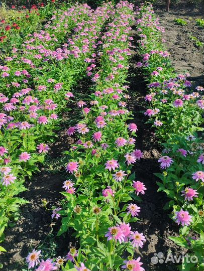 Декоративные многолетние растения