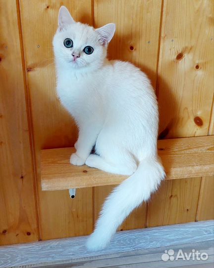 Плюшечки