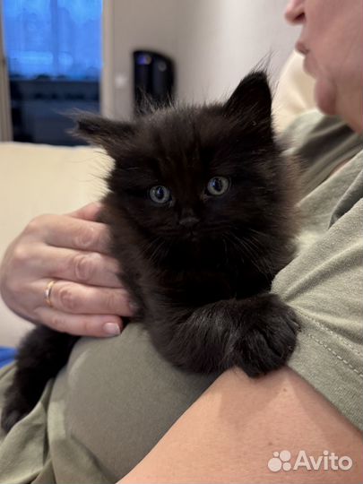 Шотландский котенок
