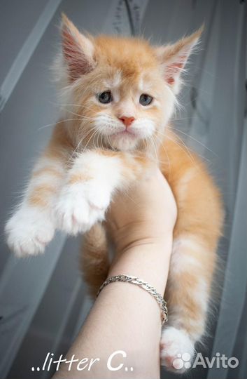 Котята мейн-кун