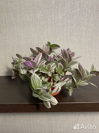 Традесканция