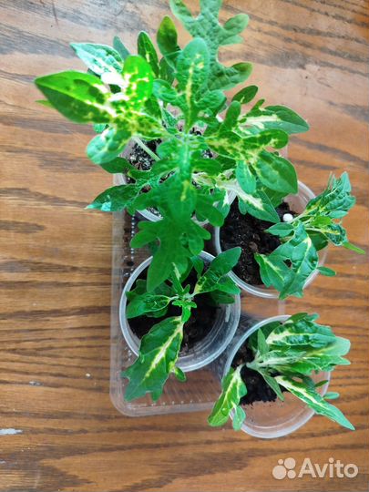 Колеусы,2 часть