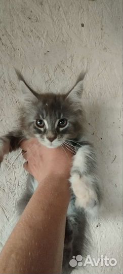 Котята Мейн куна