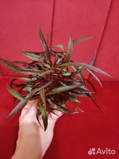 Альтернантера сидячая