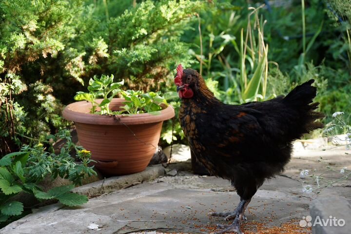 Петухи породистые