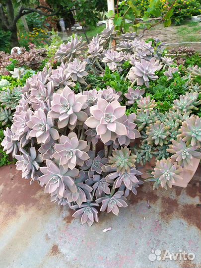 Агава, пальма цикас, новозеландский лен