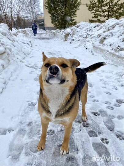 Собака в добрые руки