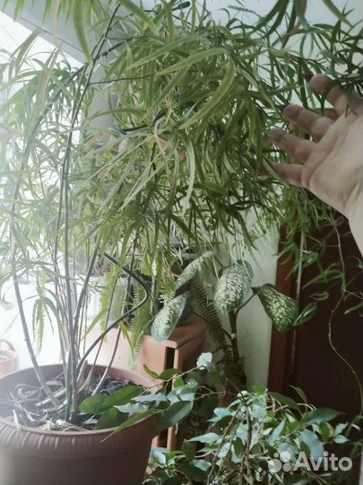 Гибискус,много других цветов