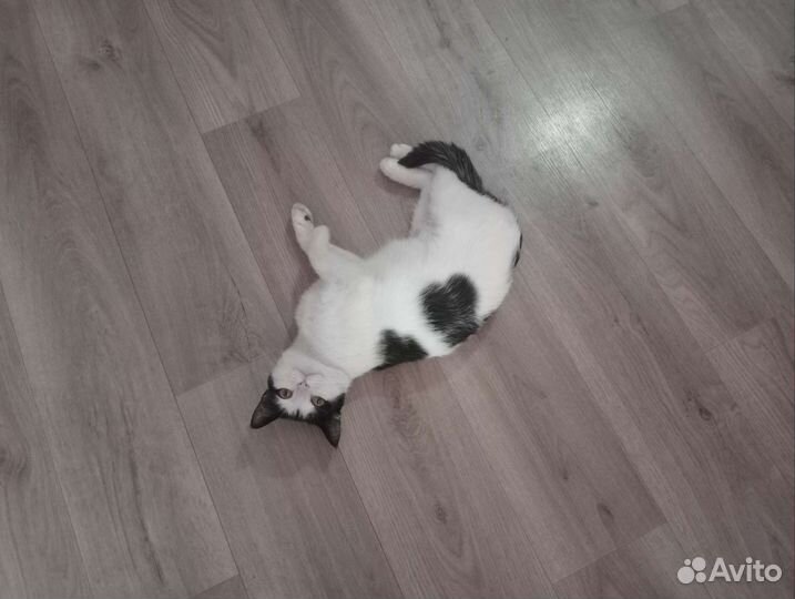 Новосибирская черно-белая