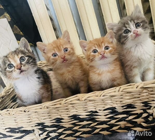 Кошечки в добрые руки бесплатно