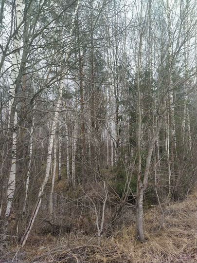 Участок 10 сот. (СНТ, ДНП)