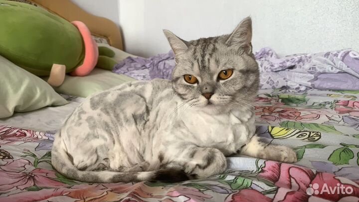 Шотландский кот