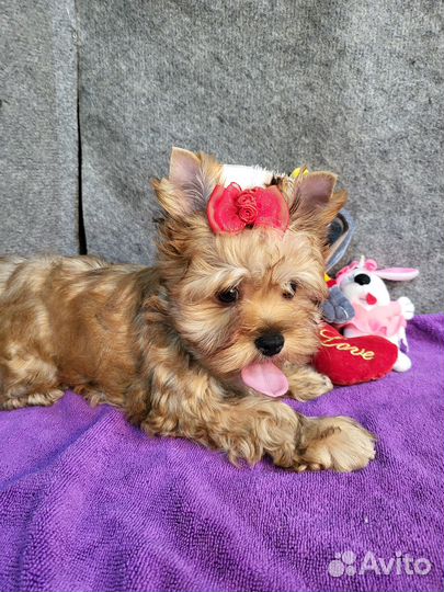 Красивая рыжая золотая русалка йорк