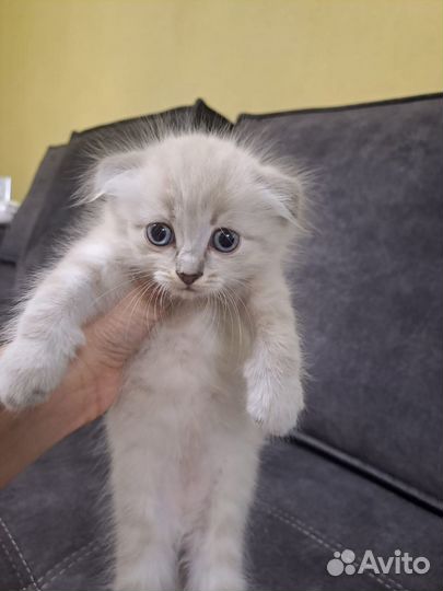 Отдам котят в добрые руки бесплатно