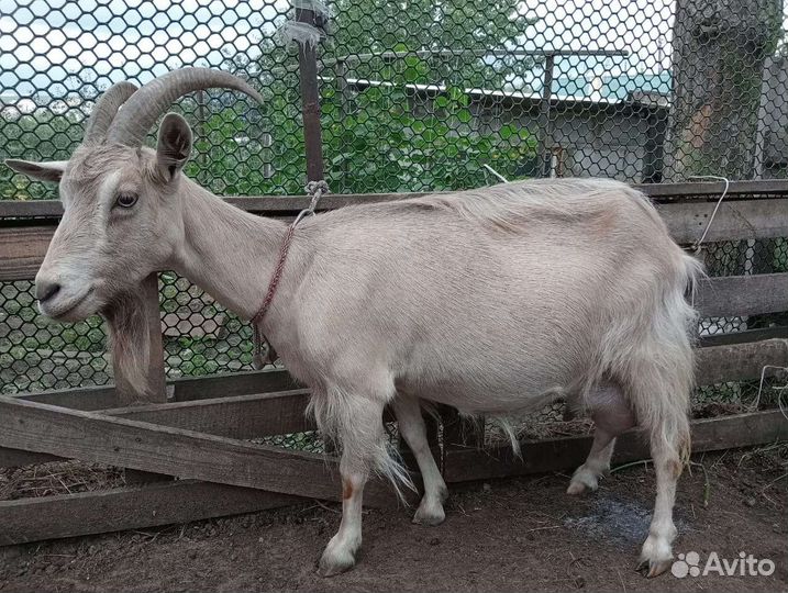Коза