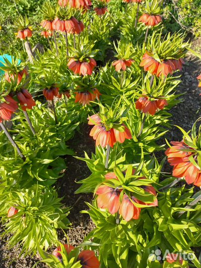 Рябчик императорский