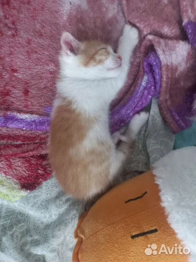 Отдам бесплатно