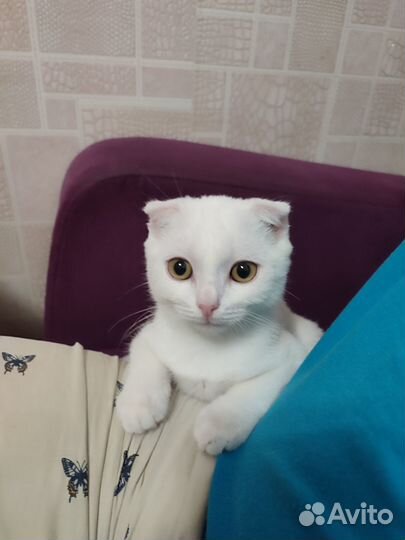 Вислоухий котёнок