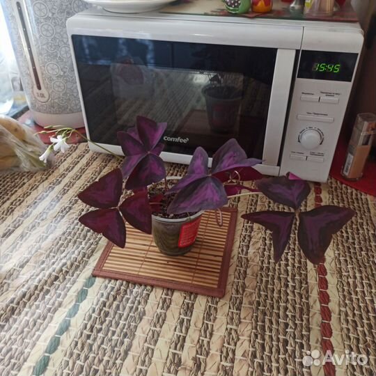 Кислица оксалис