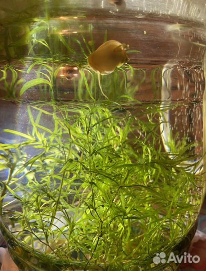 Аквариум с 3 рыбками