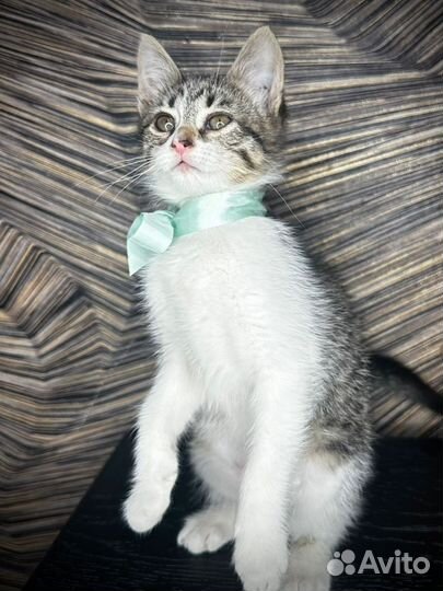 Котенок девочка в добрые руки